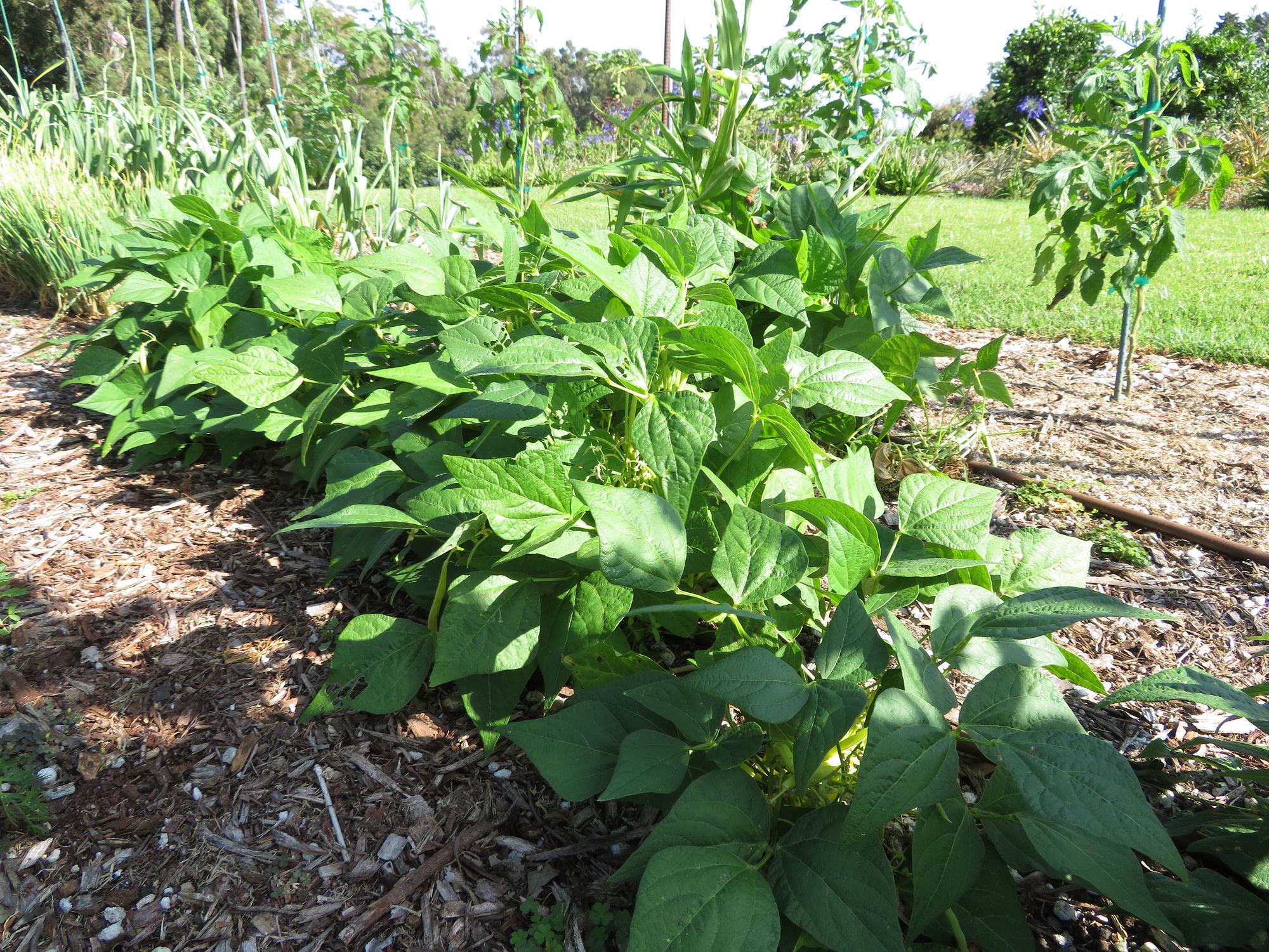Caring for Bush Beans Plant