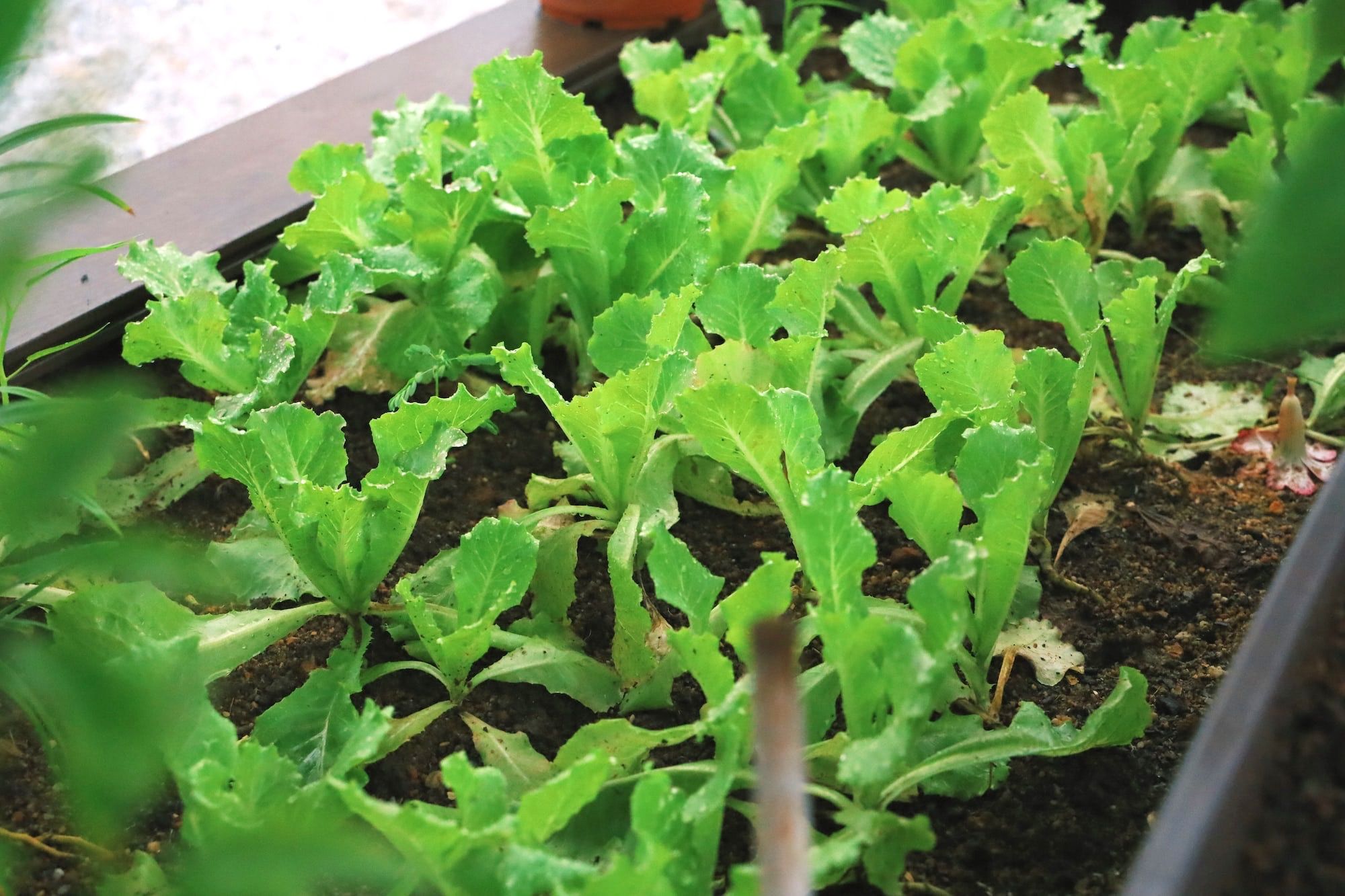 A patch of lettuce in container