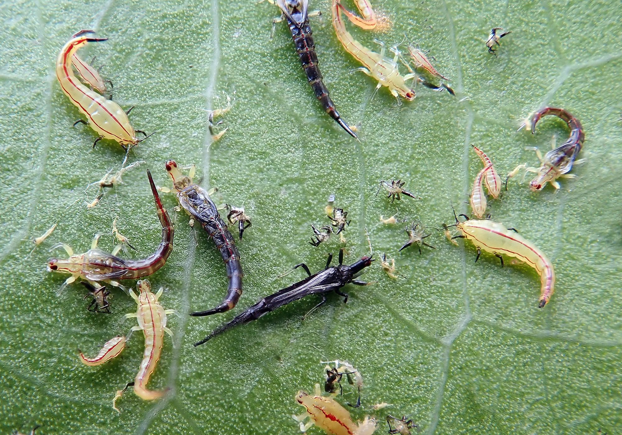 Tube-tailed Thrips
