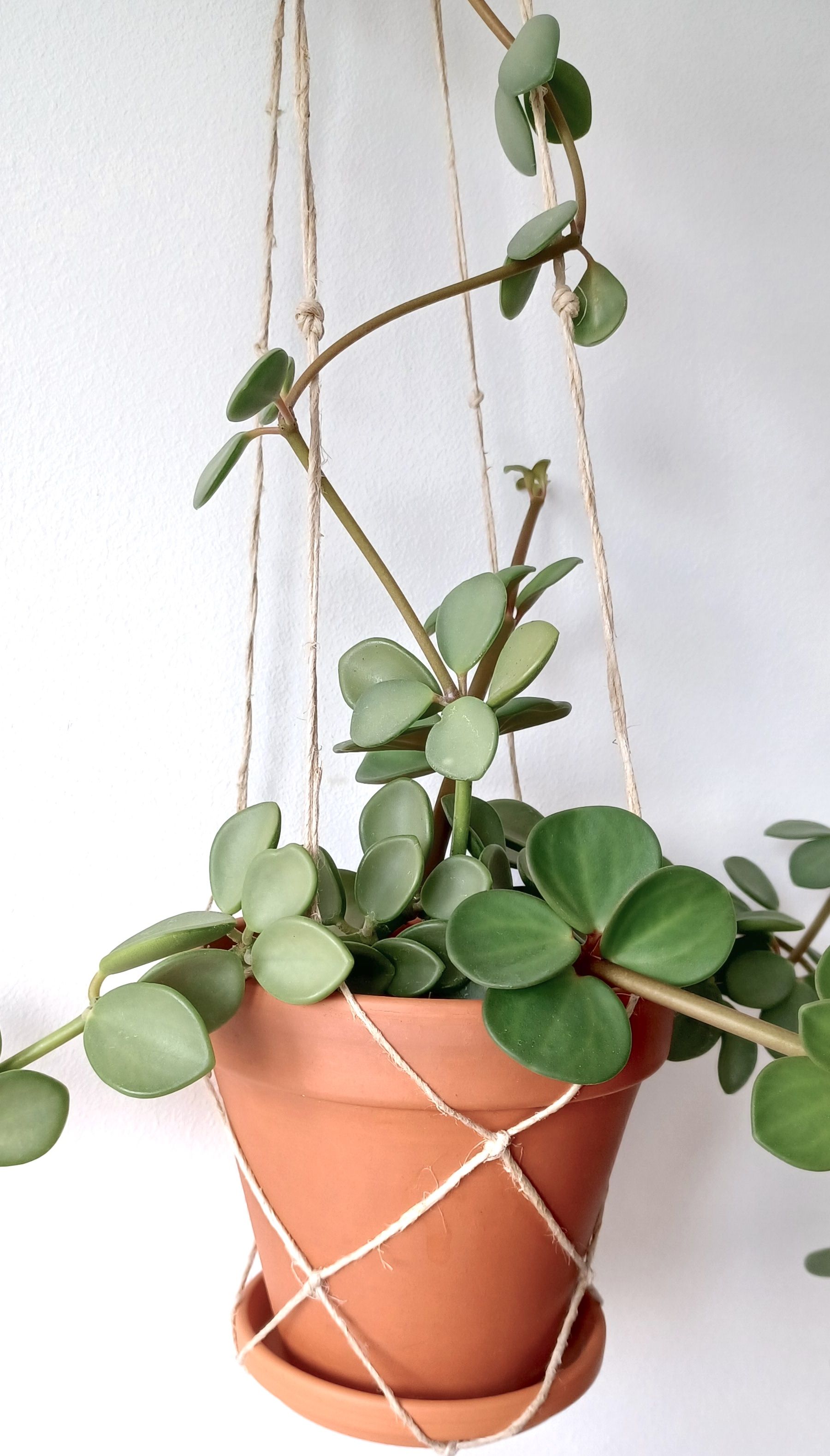 Four leaved peperomia in a pot
