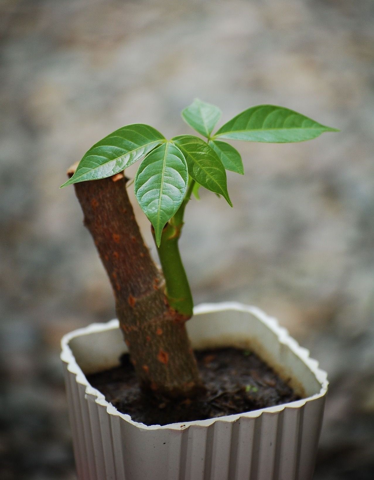 Caring for Money Tree Plant