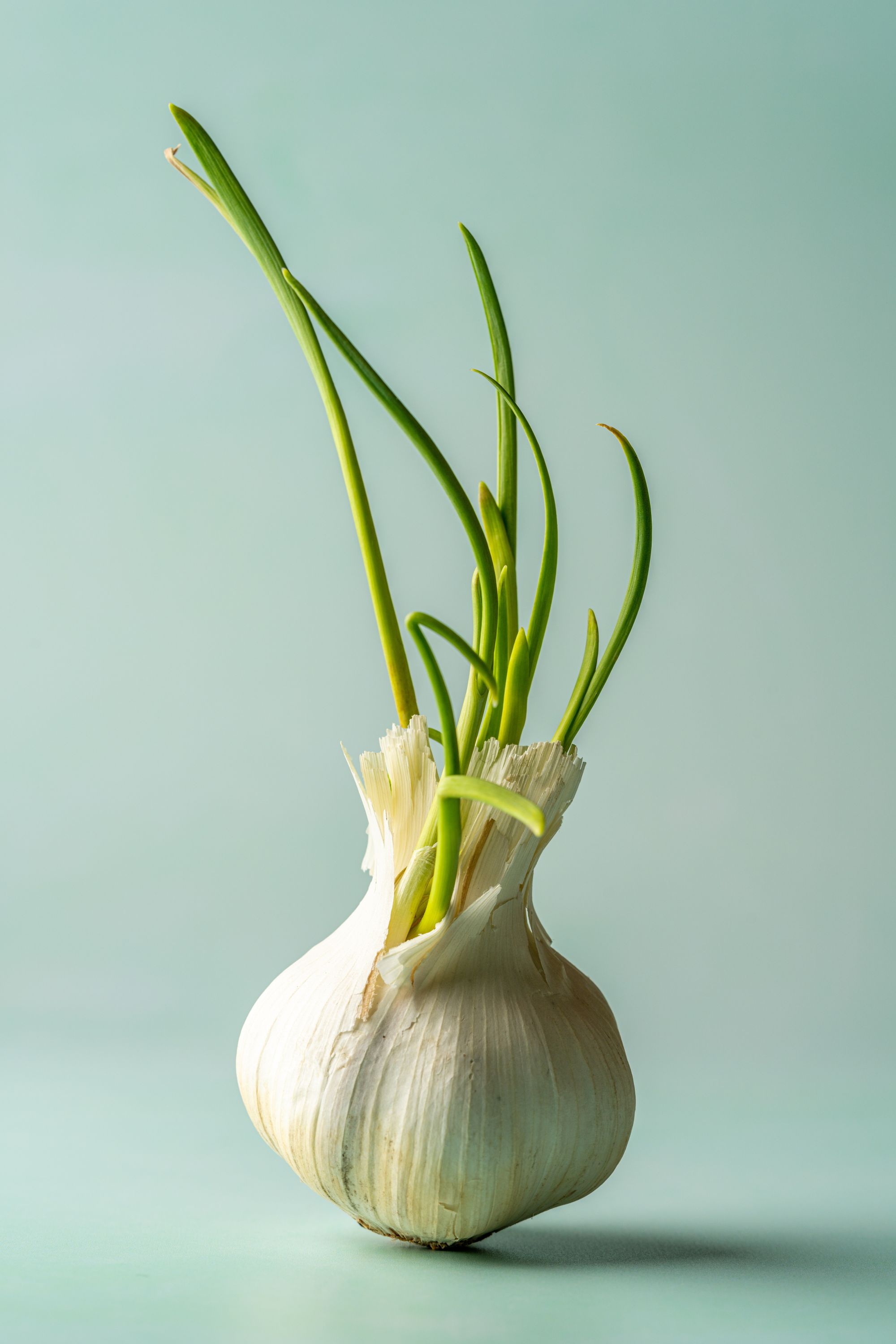 Garlic bulb sprouting