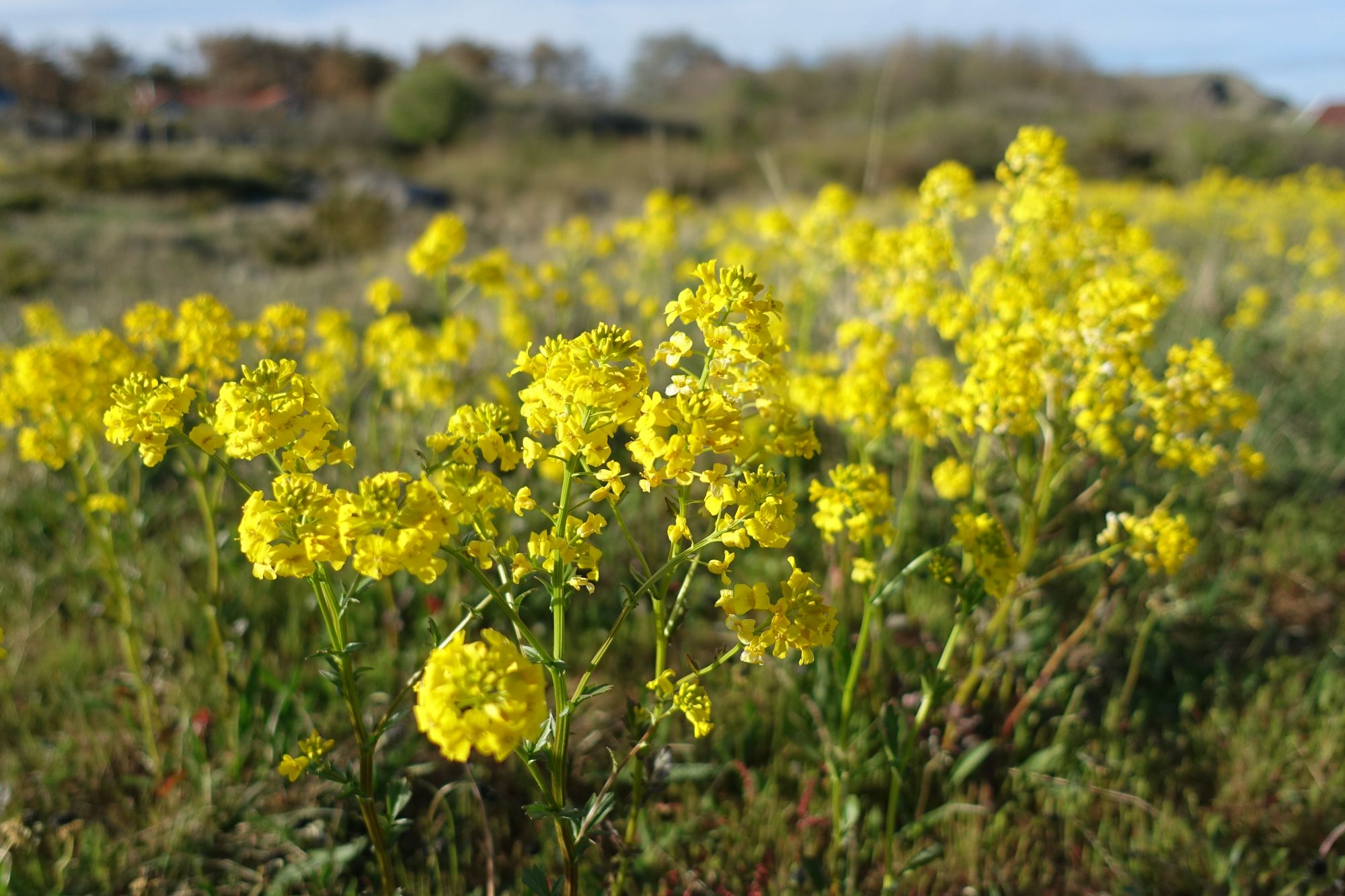 Caring For Winter Cress