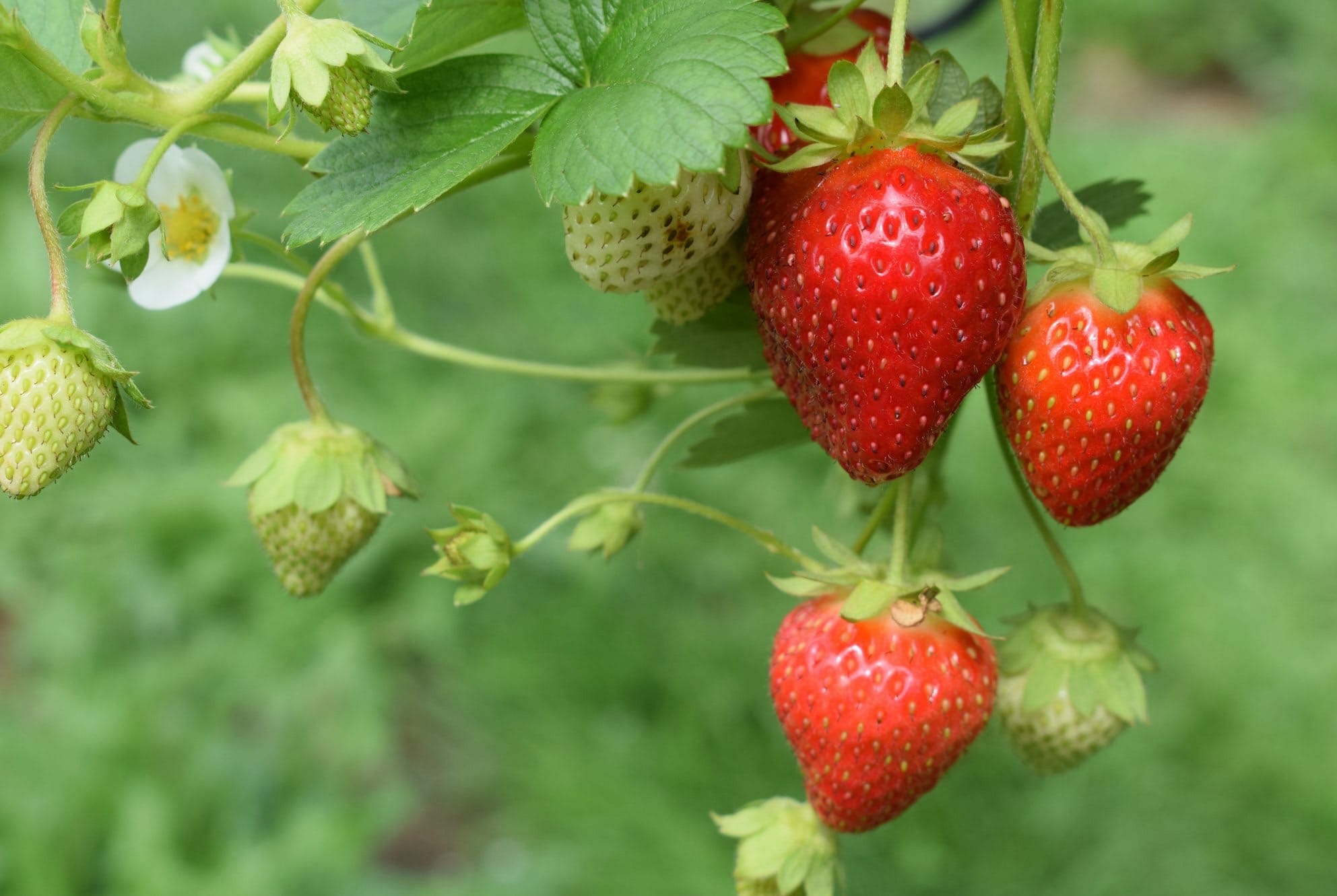 Growing Strawberries are both fun and easy