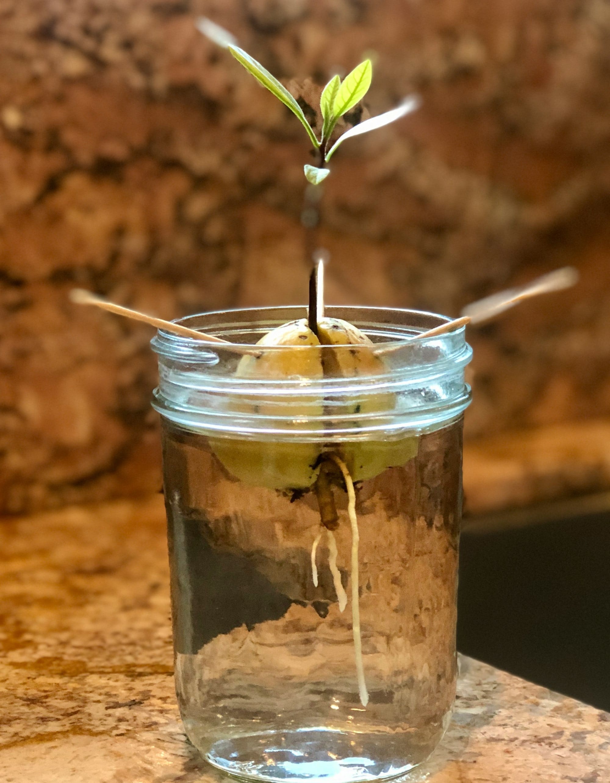Avocado seed sprouting