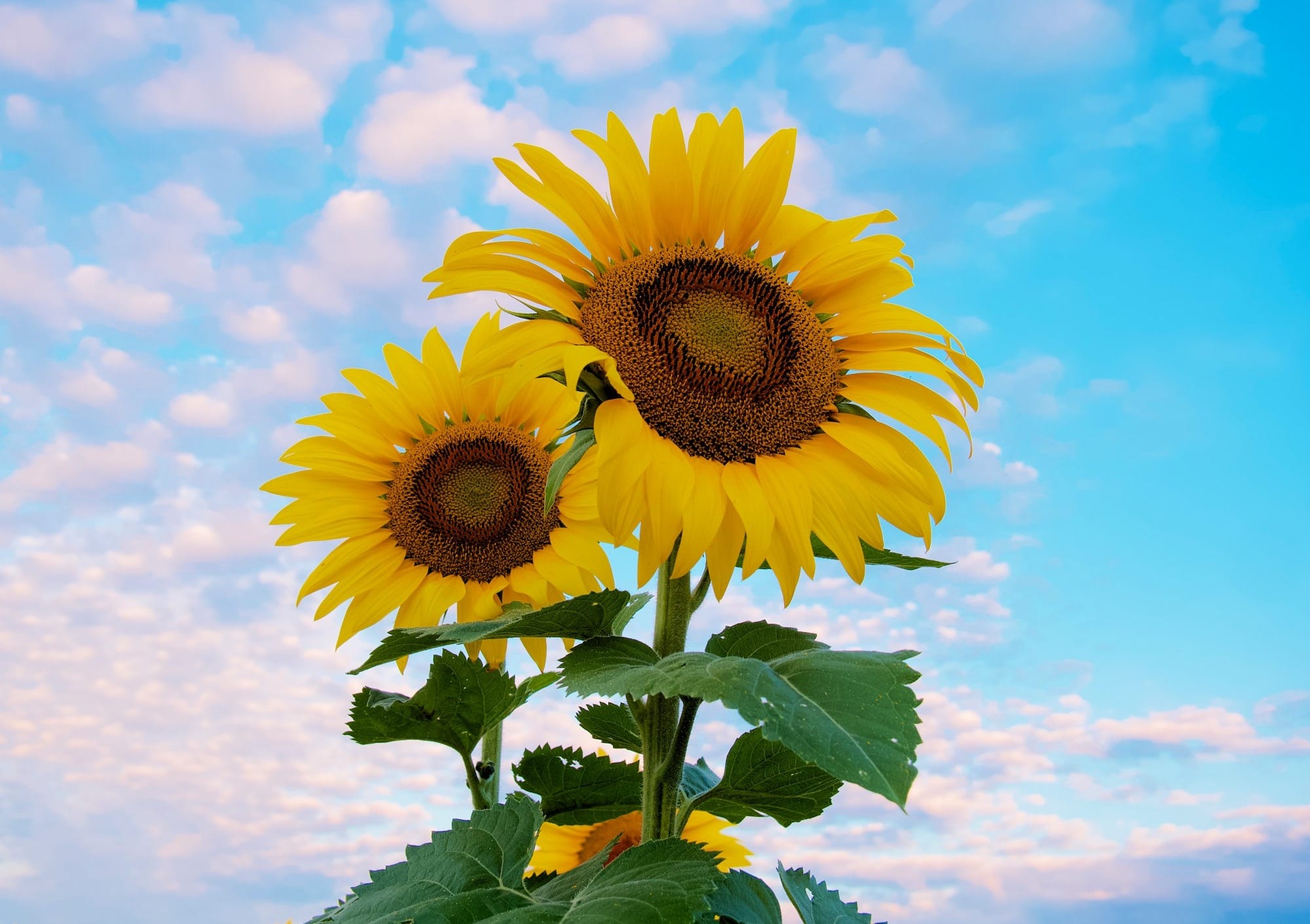 Caring for Sunflowers