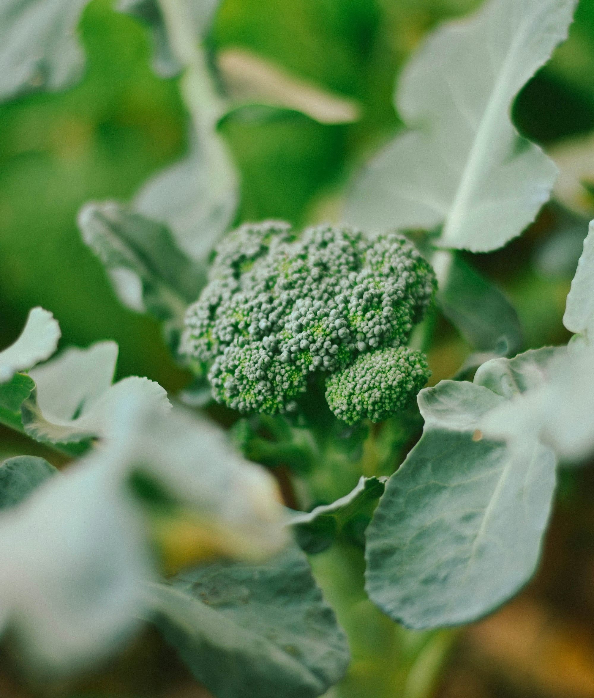broccoli plant in macro lens