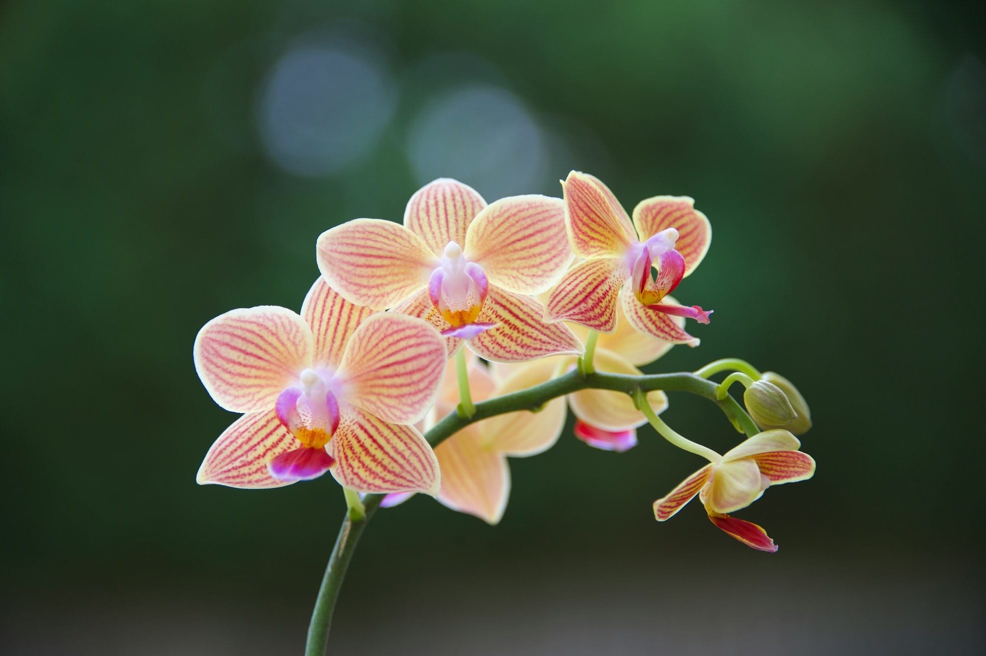 orchids in close up photography