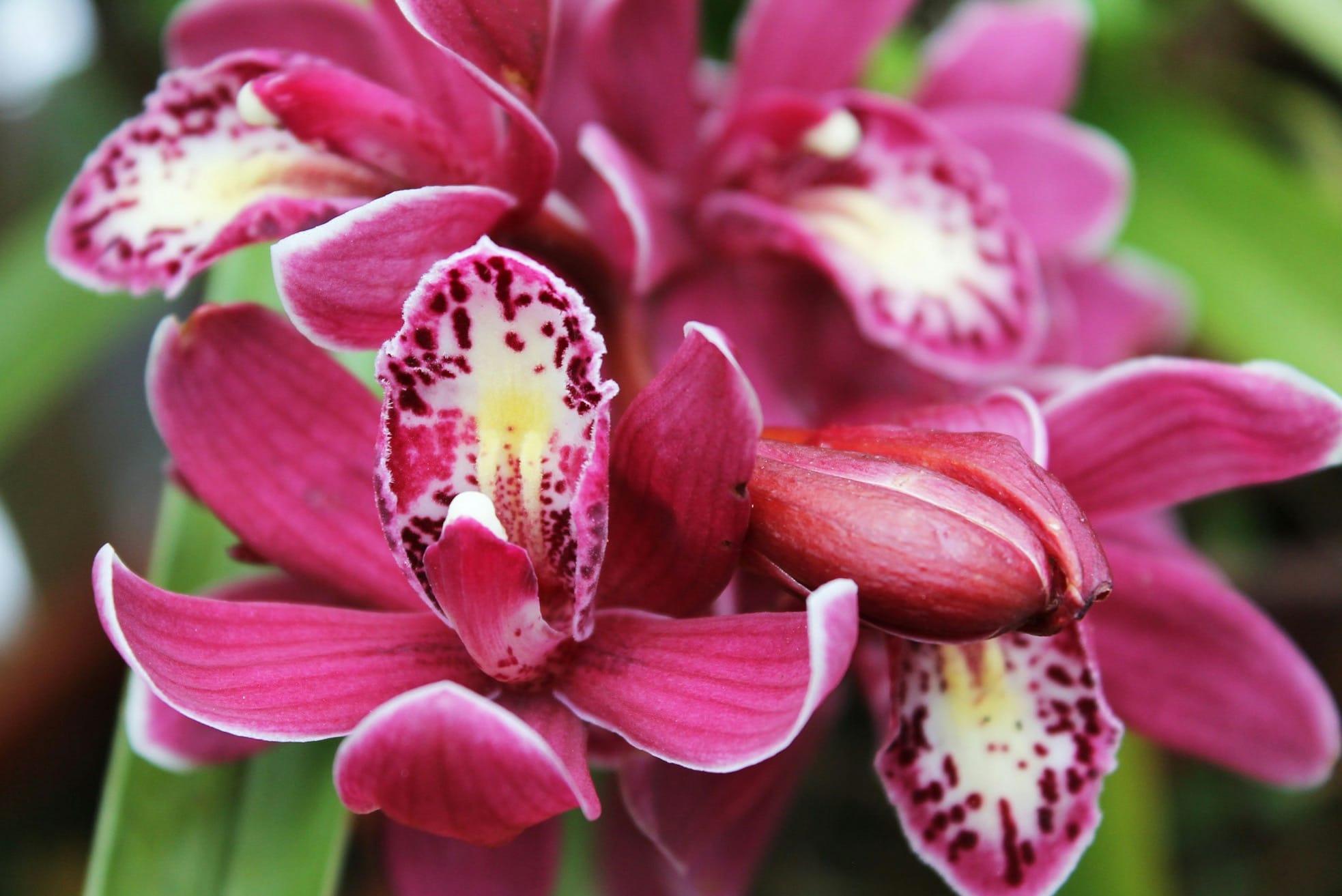 a close up of a pink orchid flowers with dark spots