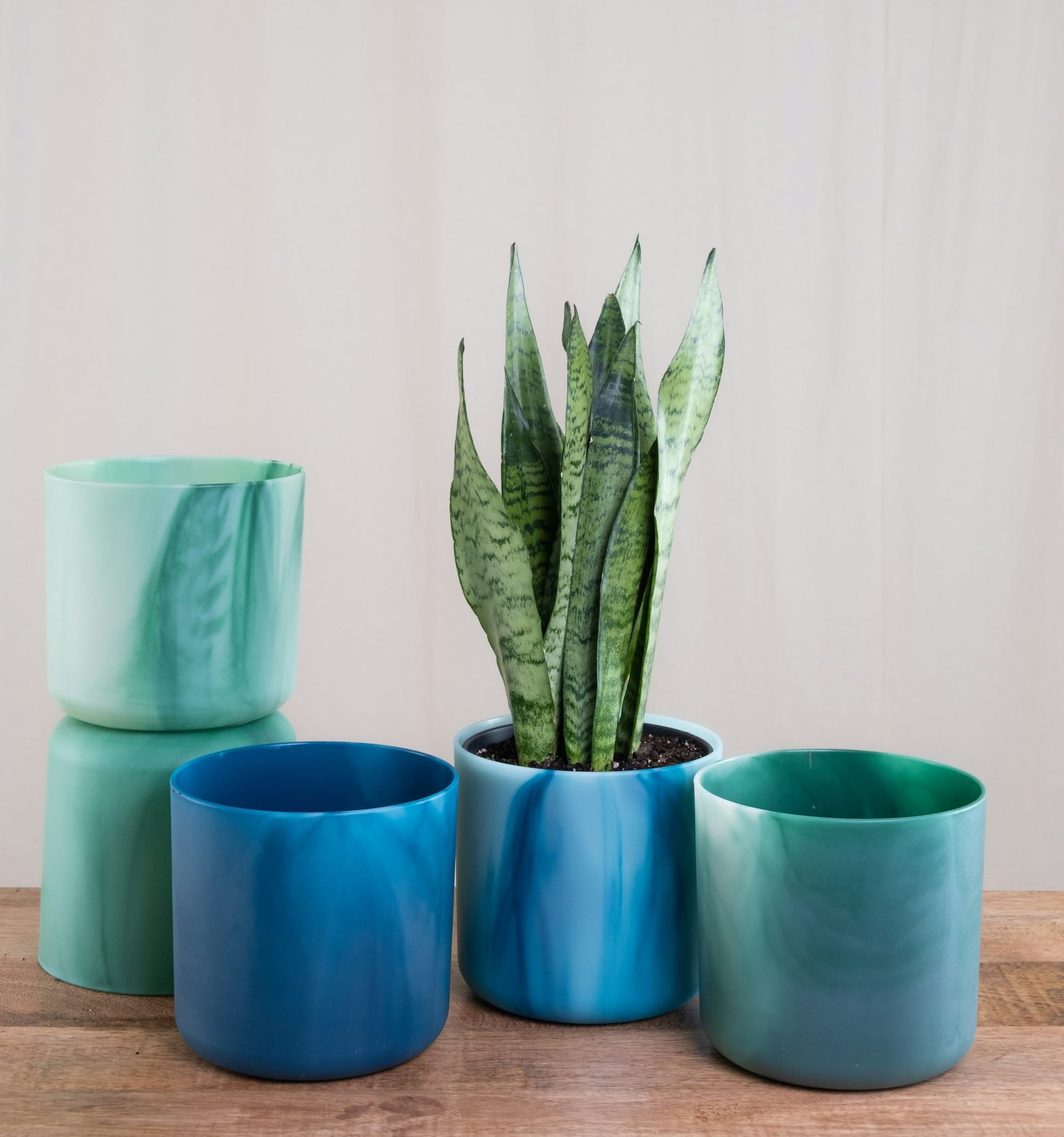 a wooden table topped with blue vases and a Sansevieria