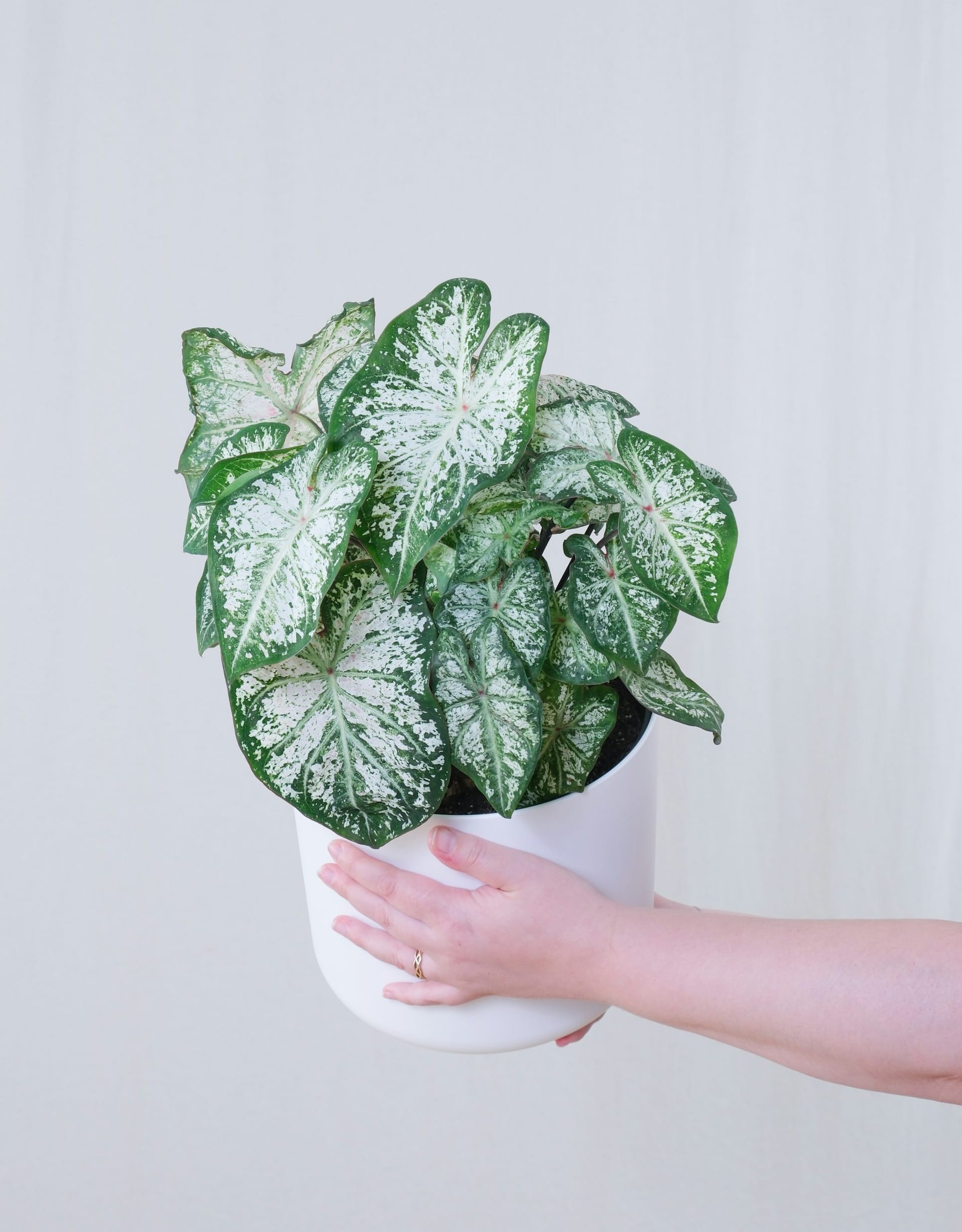 a person holding a potted caladium with white leaves