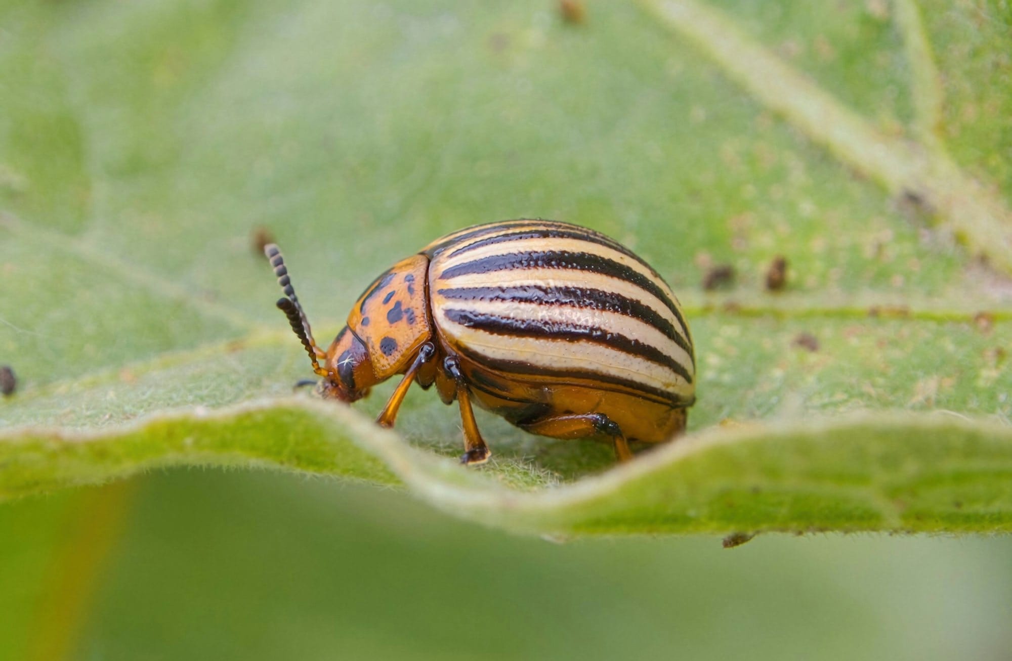 a striped bug sitting on top of a green leaf