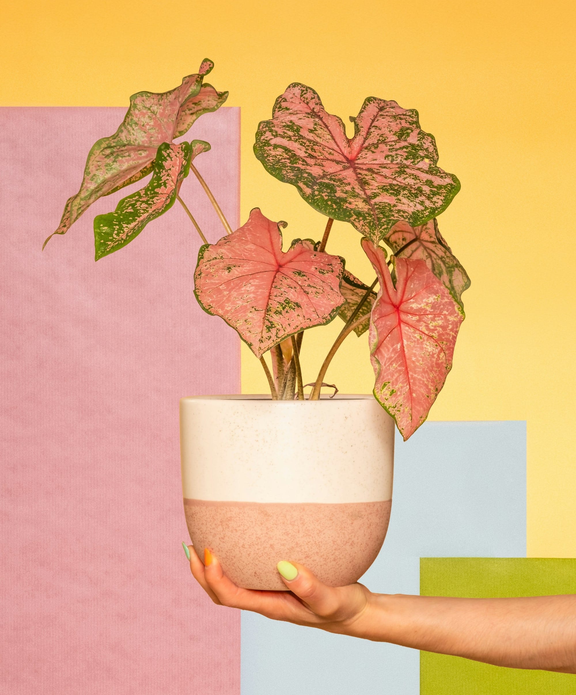 a person holding a potted caladium in their hand