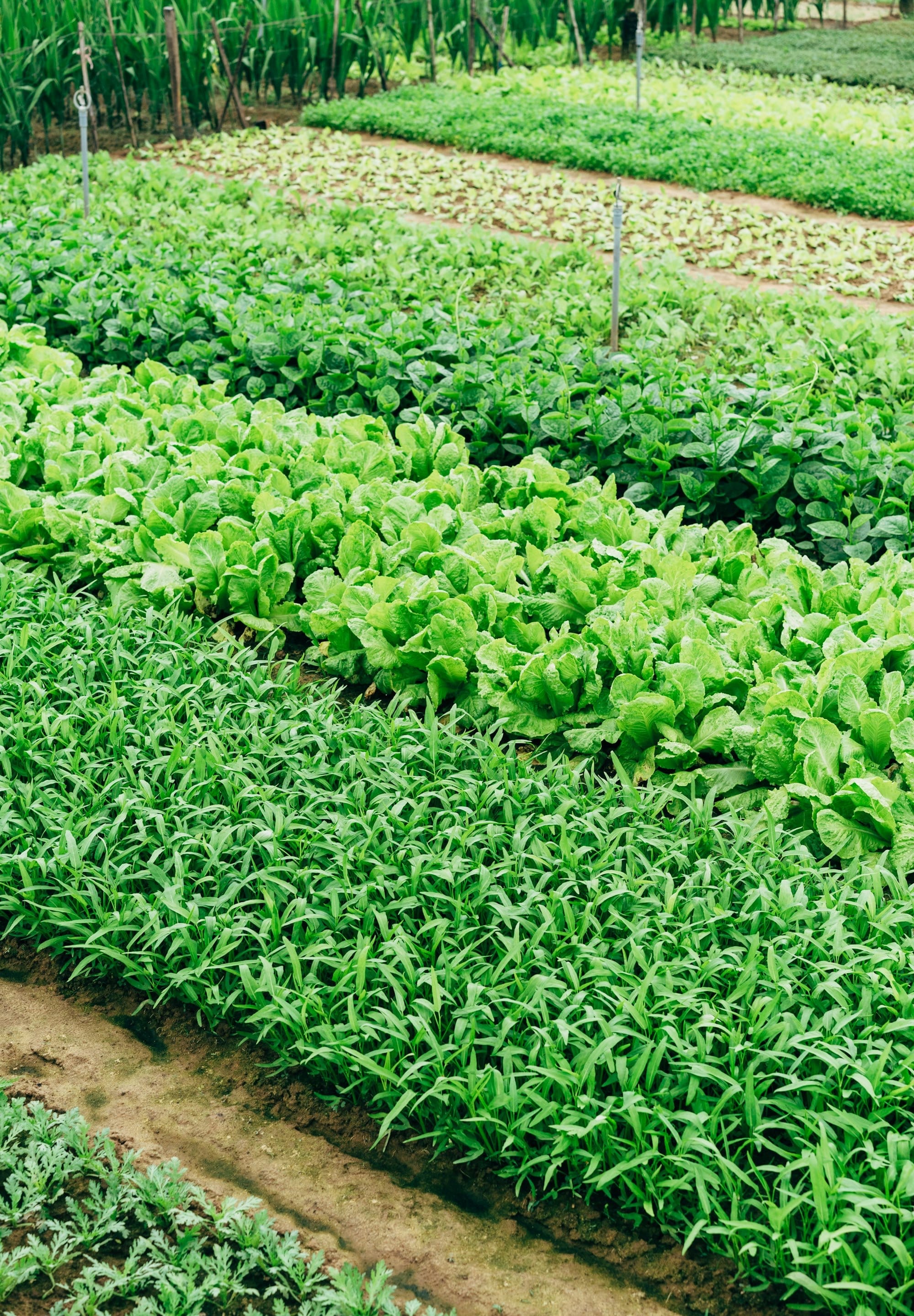 green leaf vegetable farm