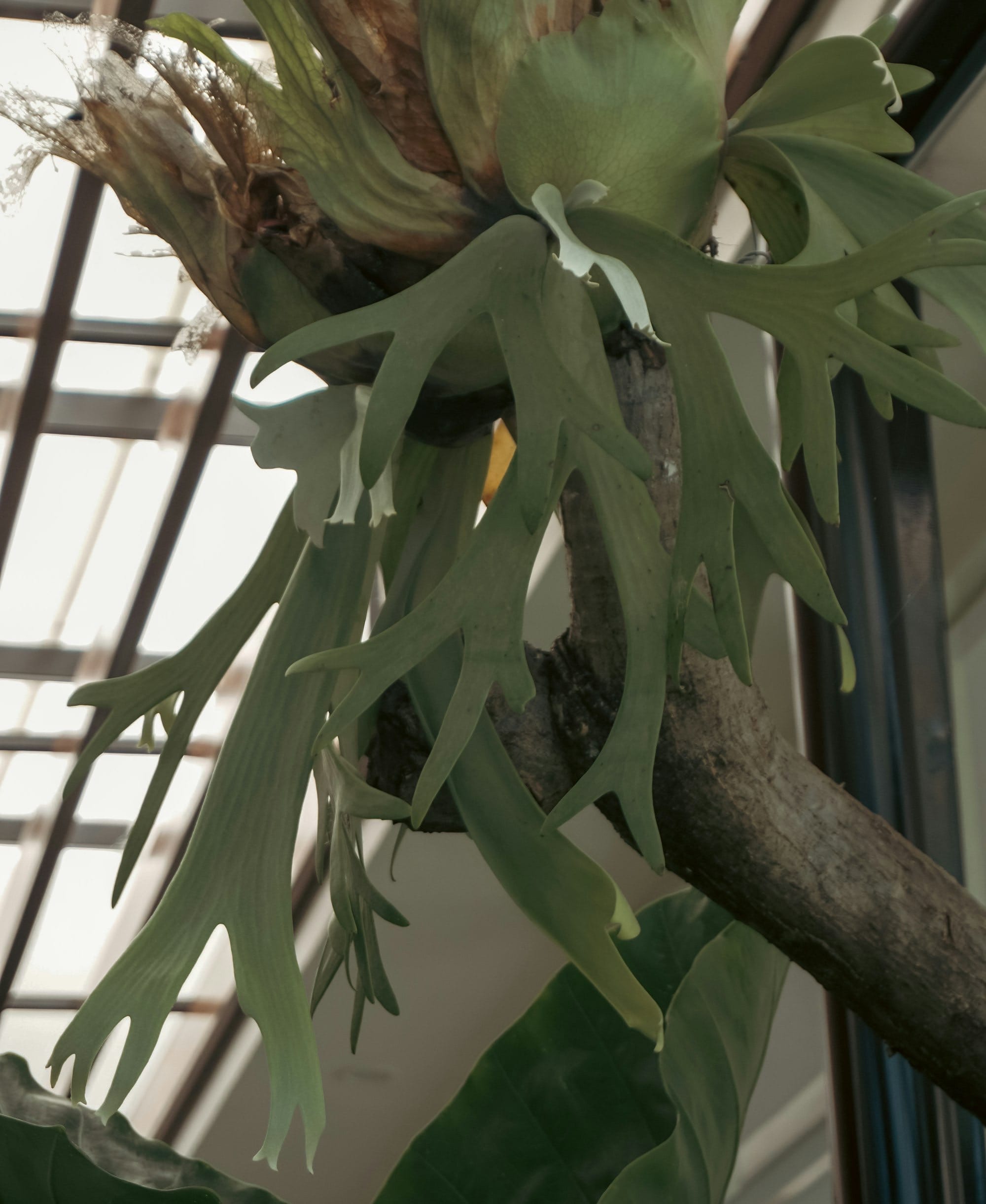 Staghorn fern mounted on a branch
