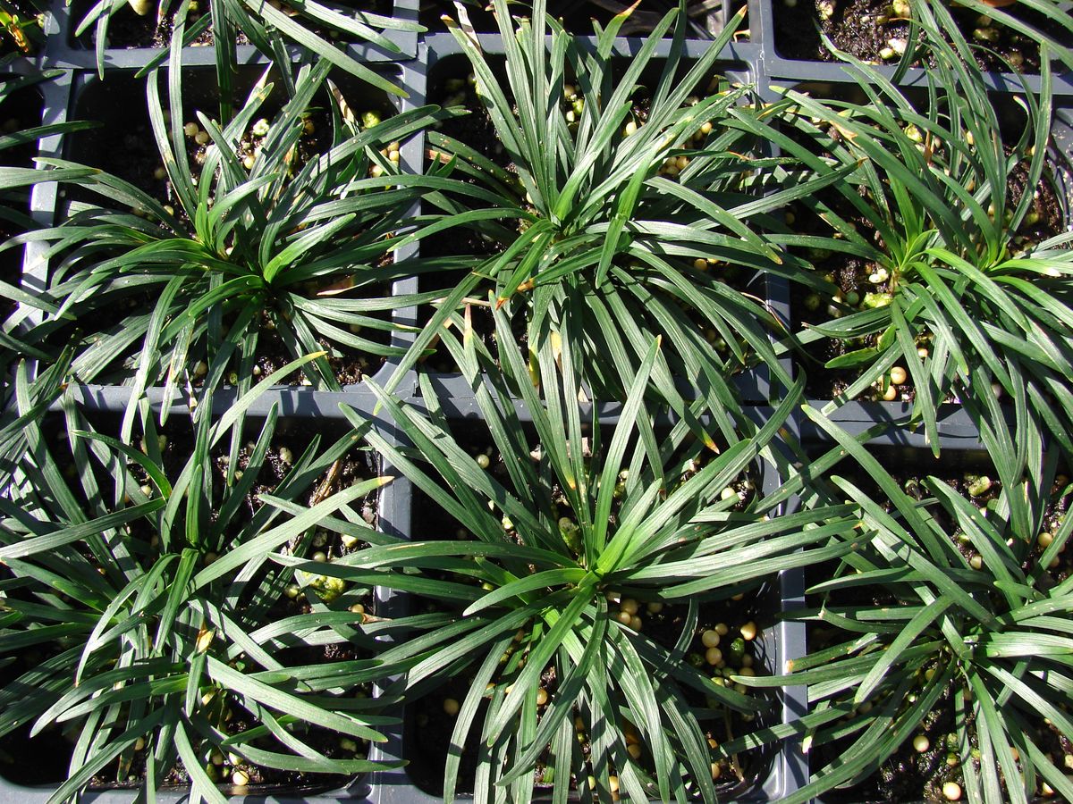 How to Grow Ophiopogon Japonicus