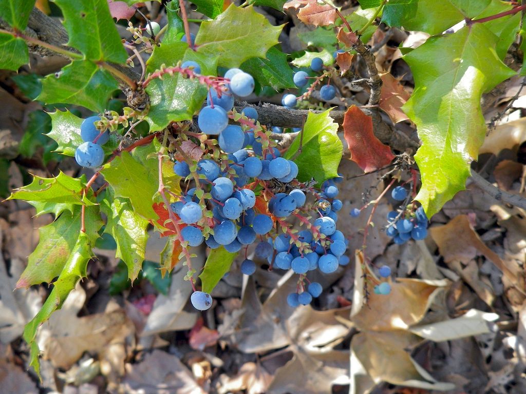 How to Grow Oregon Grapes