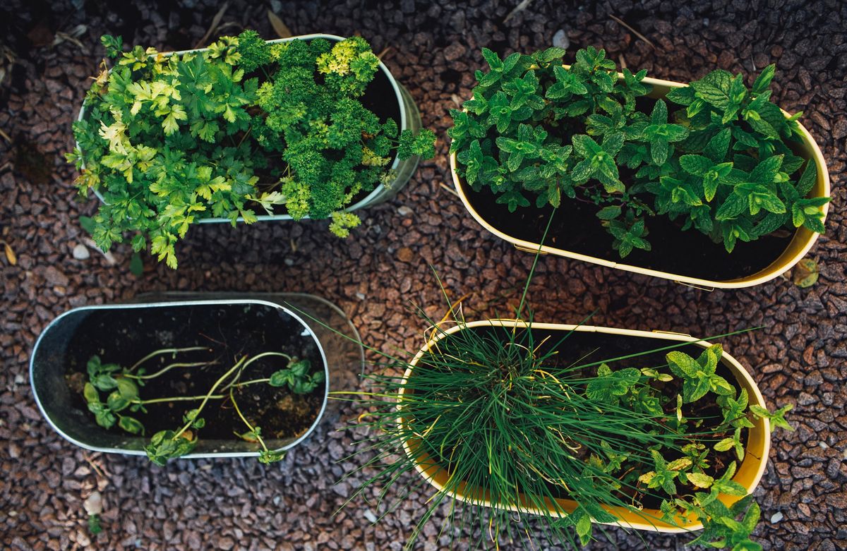 9 Easy Edible Plants for Novice Gardeners