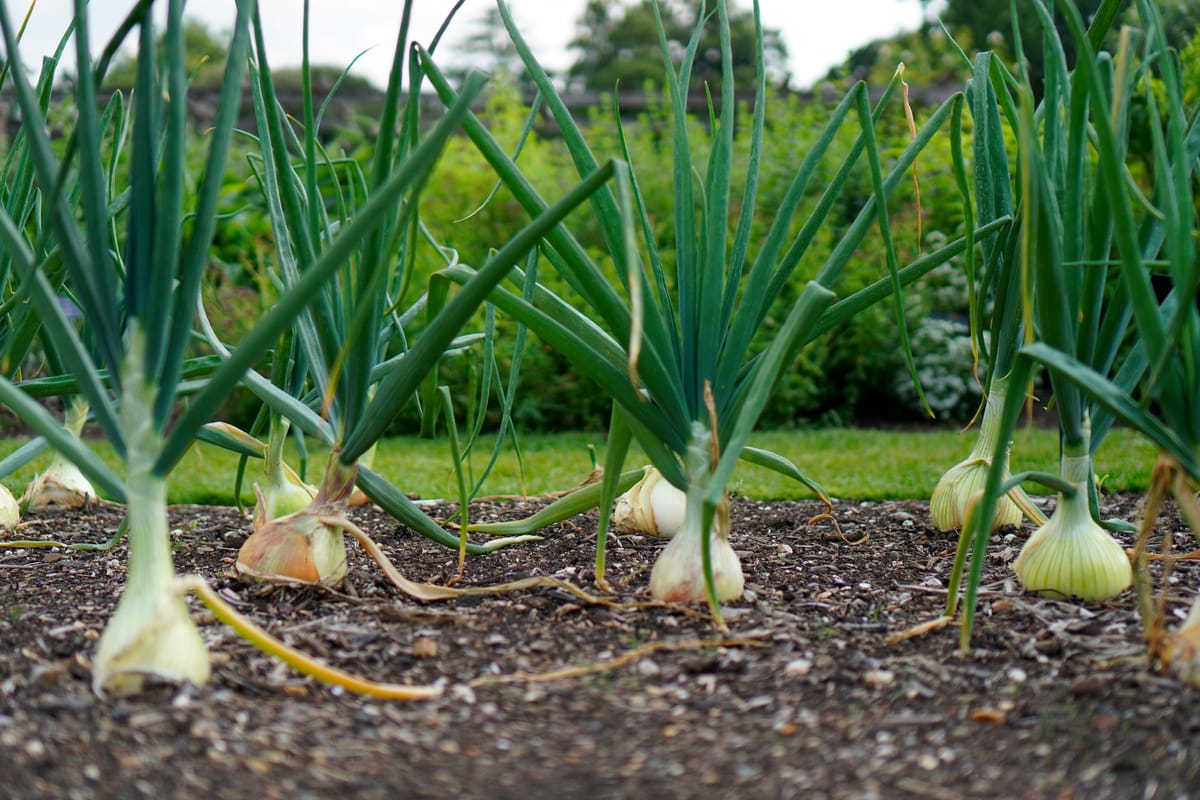 Homegrown Spring Onions