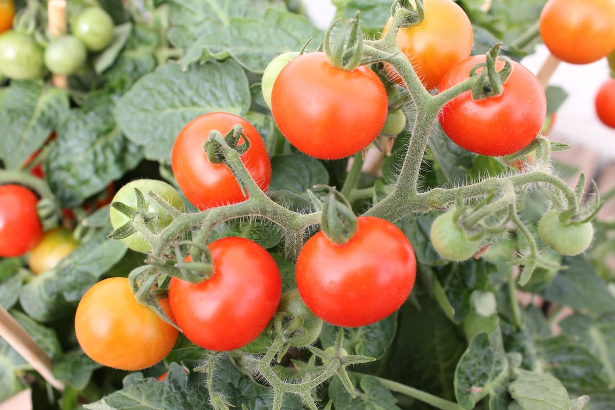 How to Grow Tomatoes