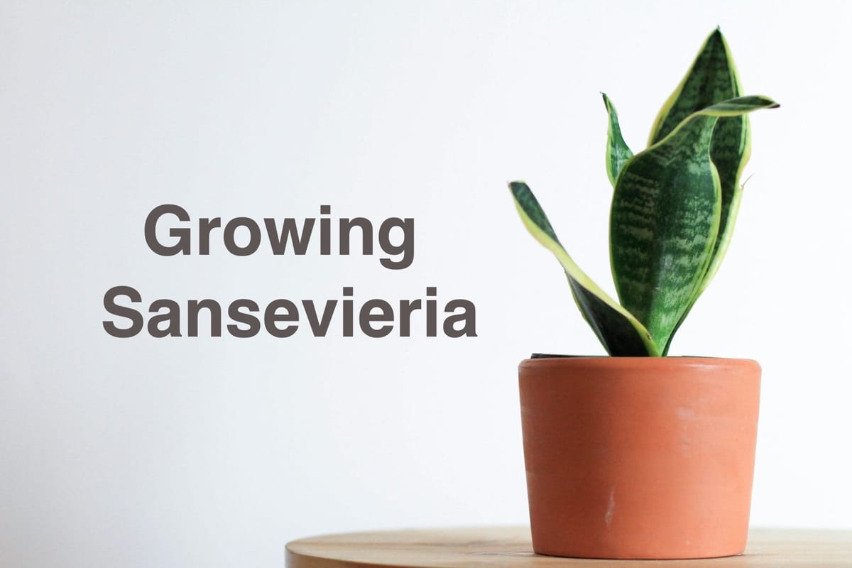 How to Grow Snake Plant