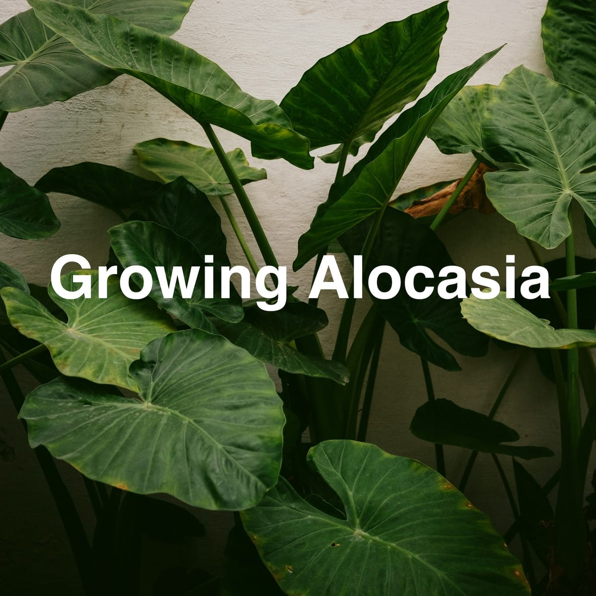 How to Grow Alocasia