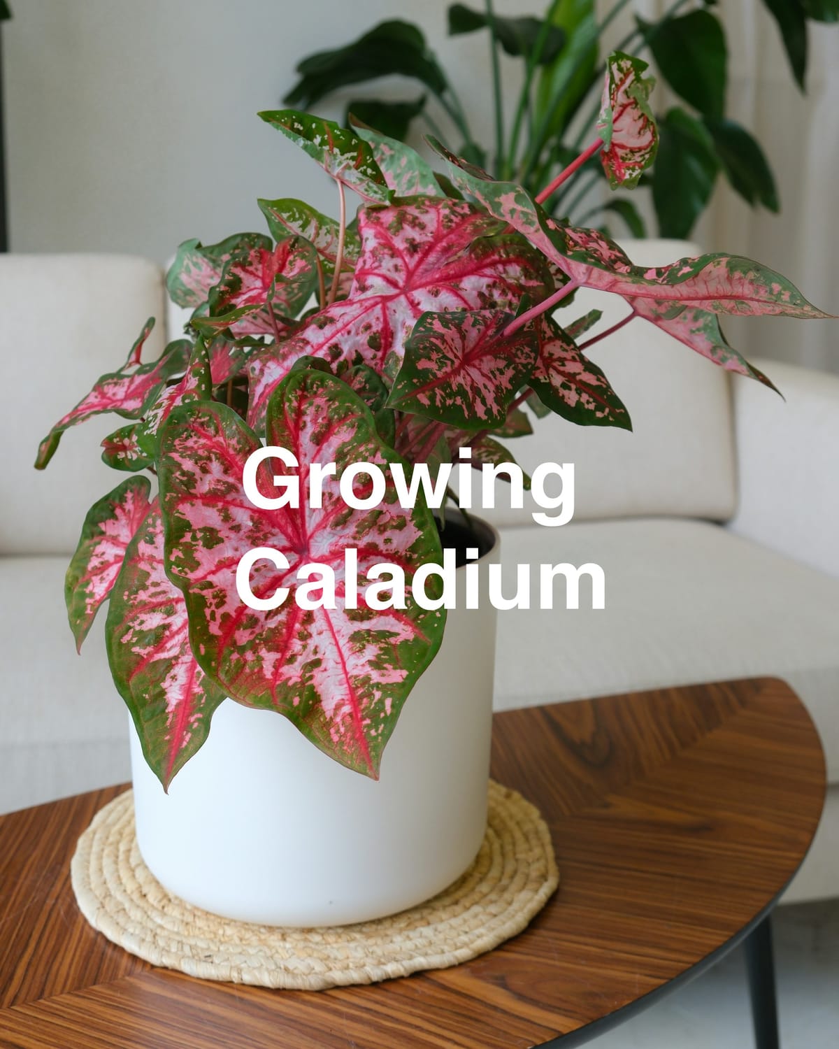 How to Grow Caladium