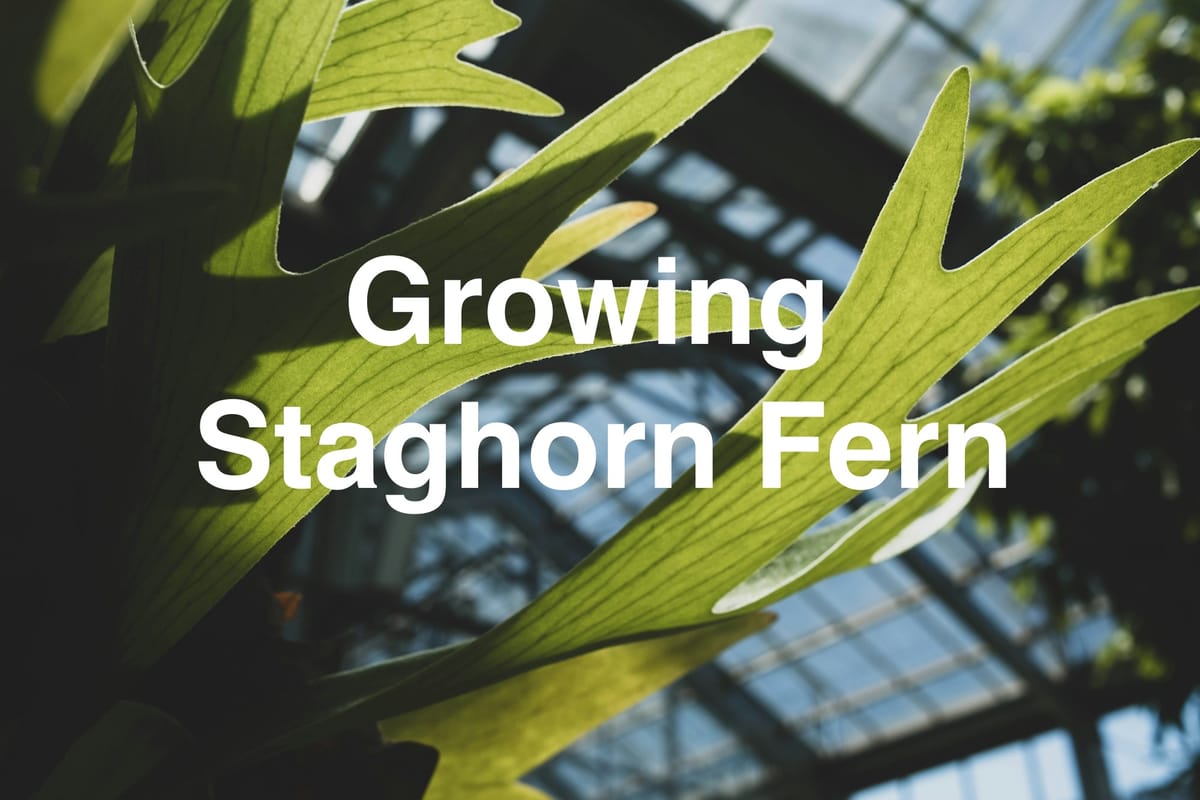 How to Grow Staghorn Fern