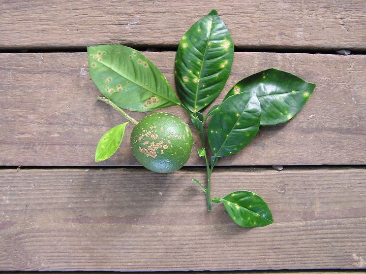 Citrus Canker caused by the plant-pathogenic bacterium