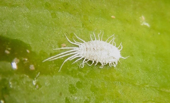 Mealybugs