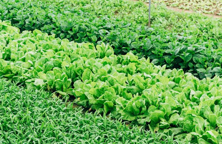 Lettuce Farm