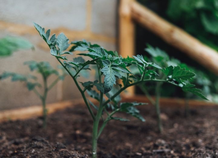 Blight on Tomato Plant