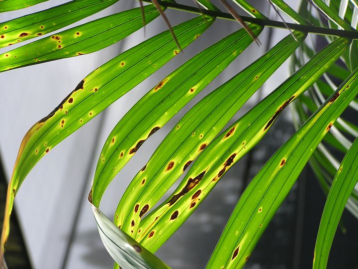 Leaf Blight of Kentia Palm