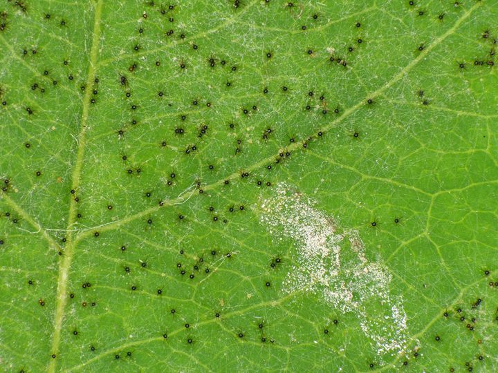 Powdery Mildew