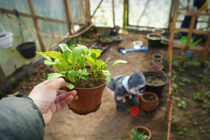 Growing Arugula