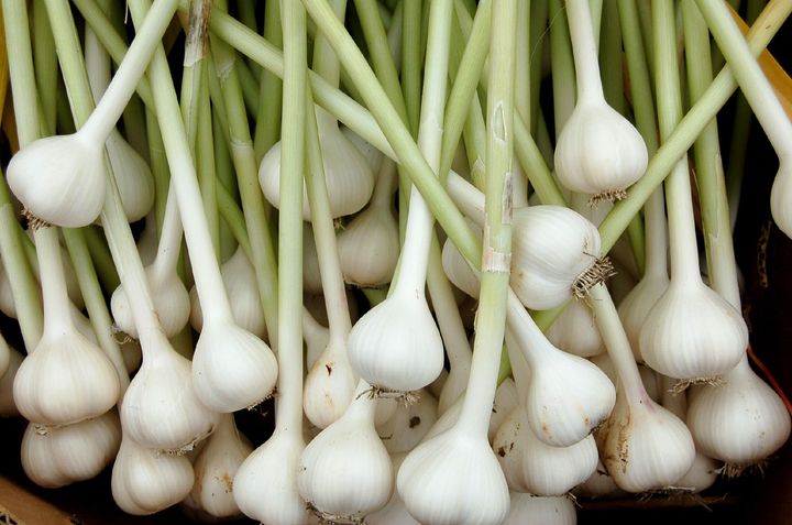 Growing Garlics