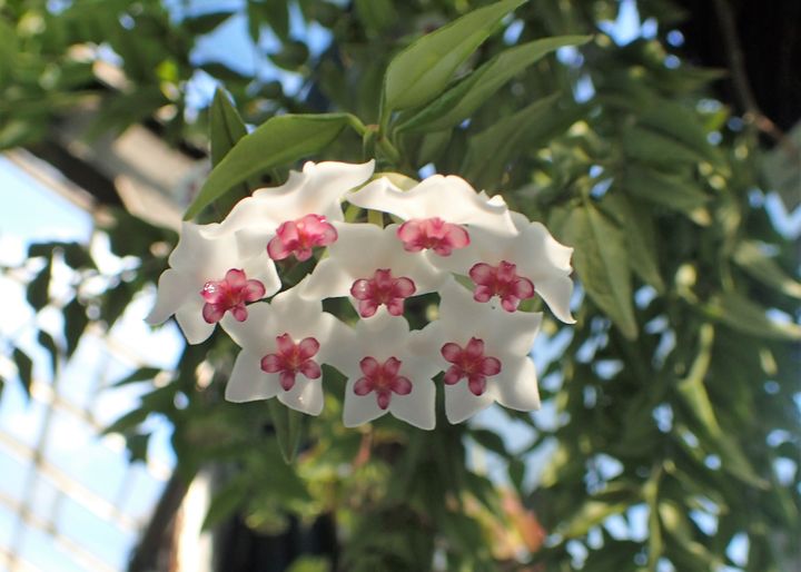 Growing Hoya Bella