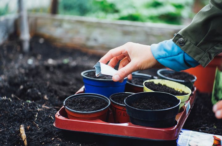 Easy plants for beginners