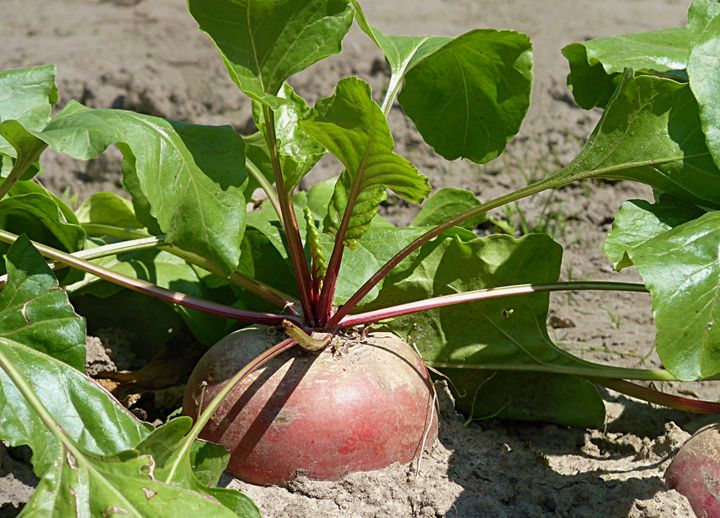 Growing Turnips