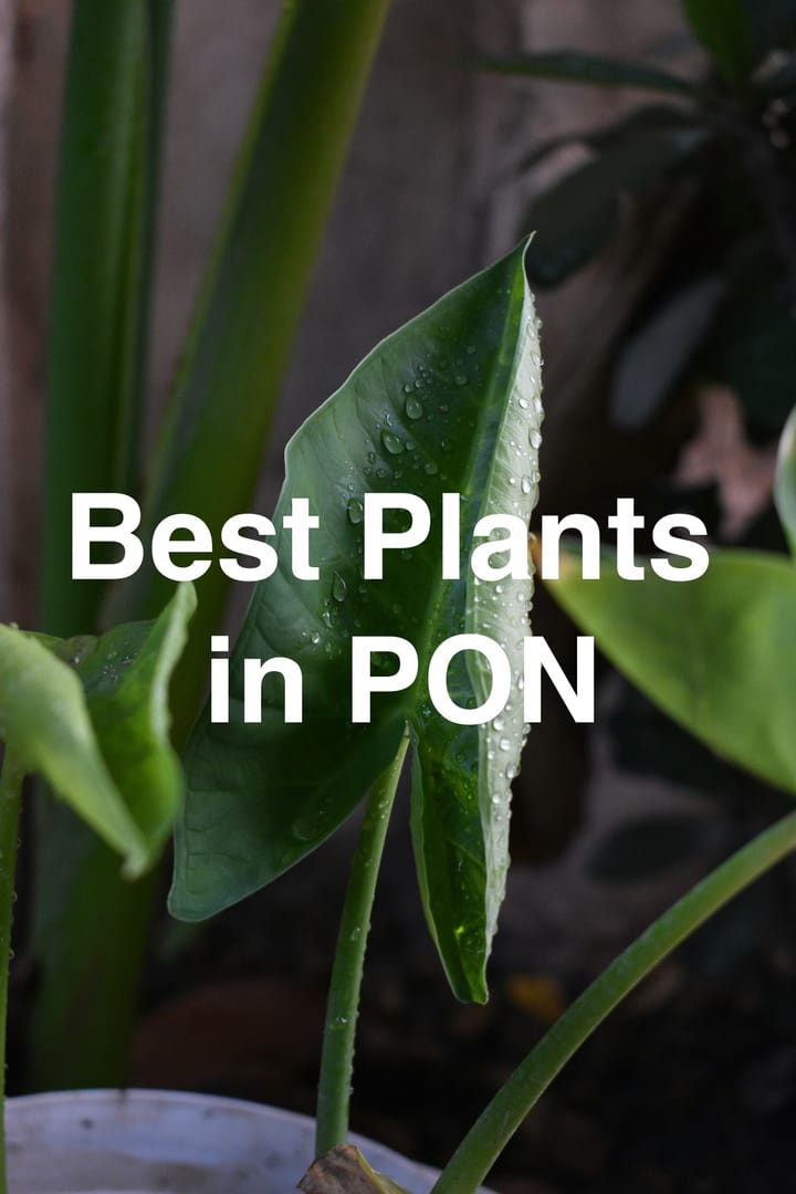 Best Plants in PON Substrate
