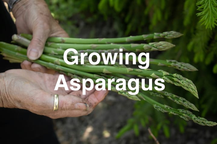 Growing Asparagus