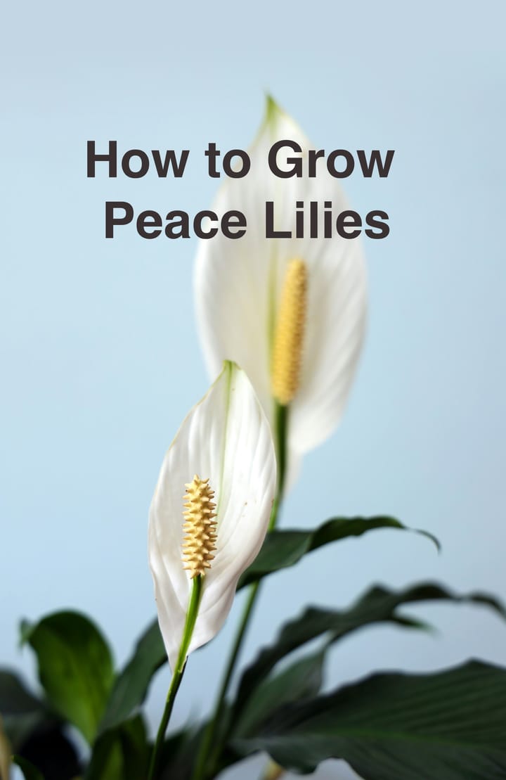 How to Grow Peace Lilies