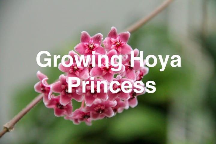 Growing Hoya Princess