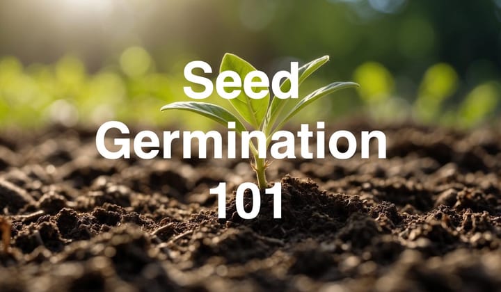 Seed Germination