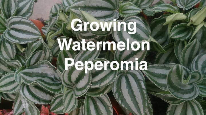 Growing Watermelon Peperomia