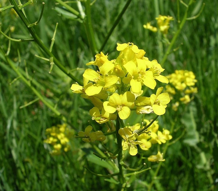 Growing Winter Cress