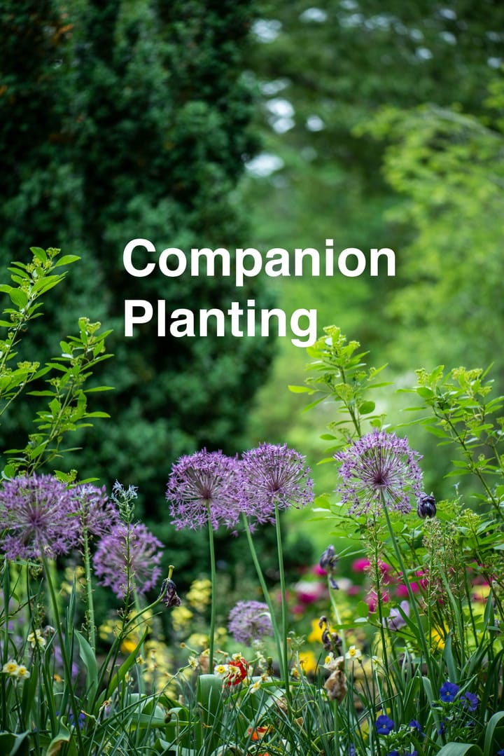 Companion Planting